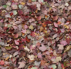 Ковролин ForboFlotex Vision Image 000532 Red Leaves фото 1 | FLOORDEALER